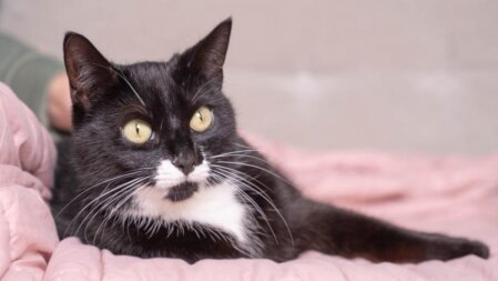 Beautiful Cat with Blue Eyes Staring