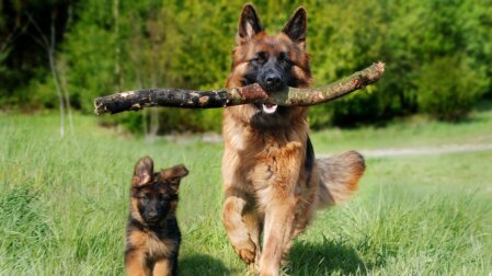 German Shepherd Dog with Puppy